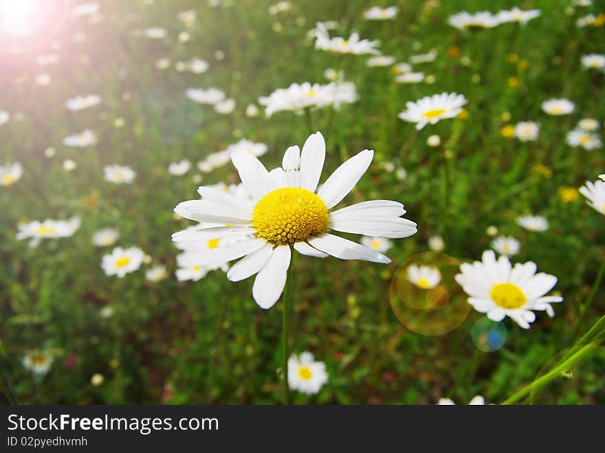 Field of daisies