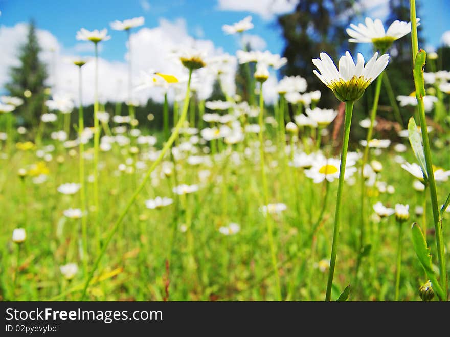 Field of daisies