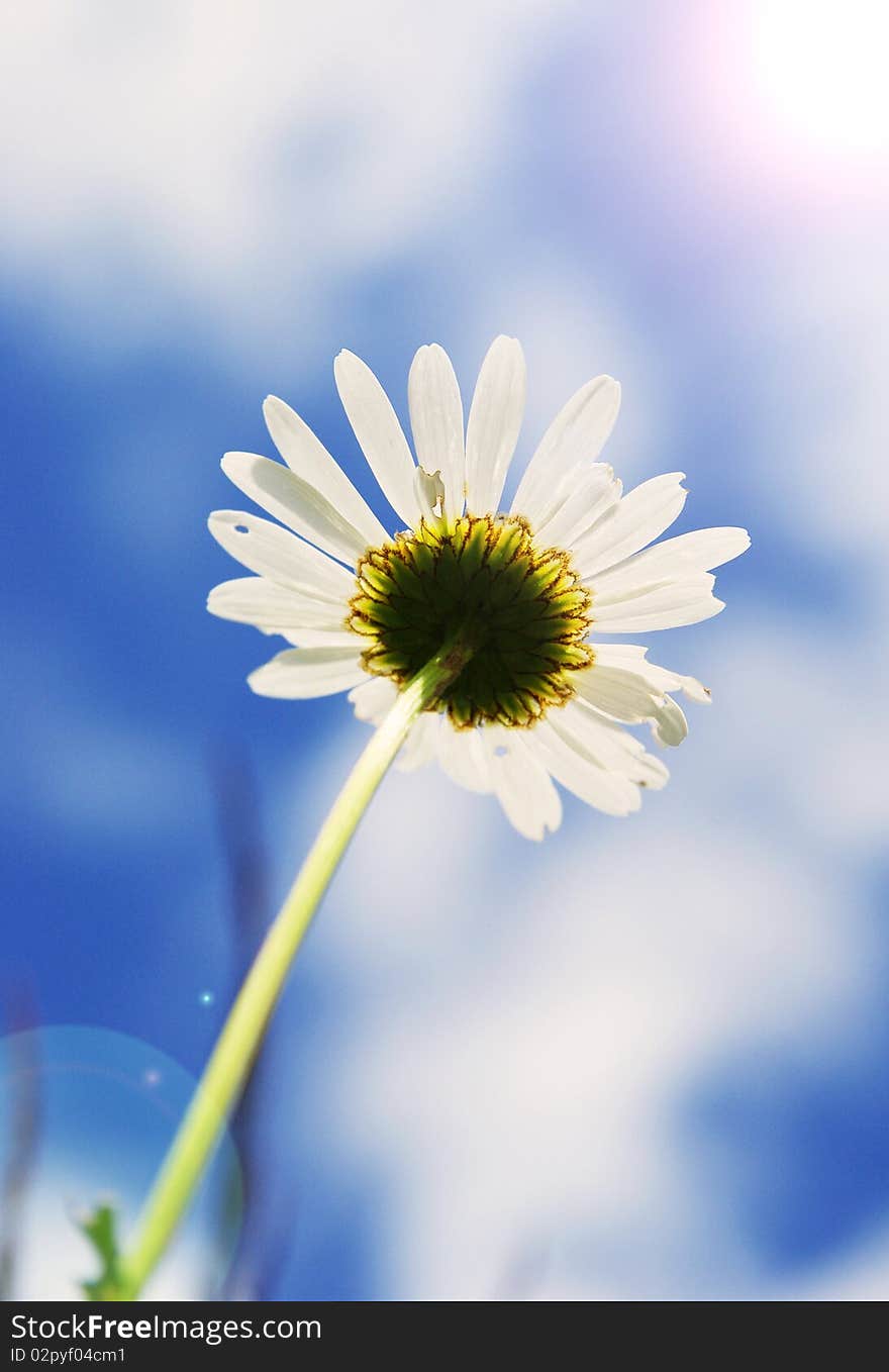 Beautiful daisy silhouette with blue sky