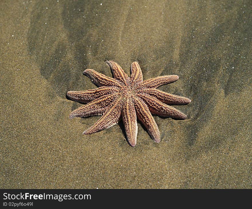 Starfish