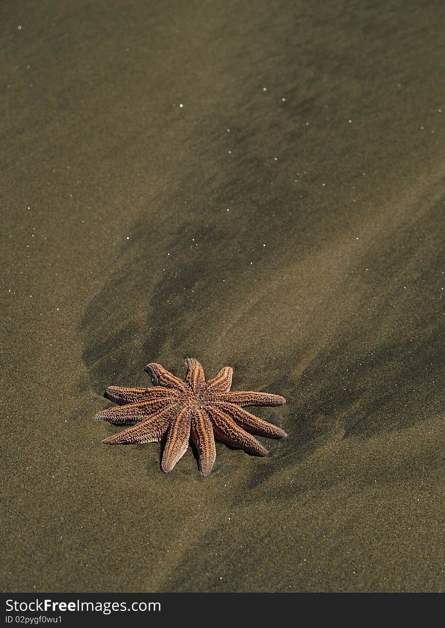 Starfish