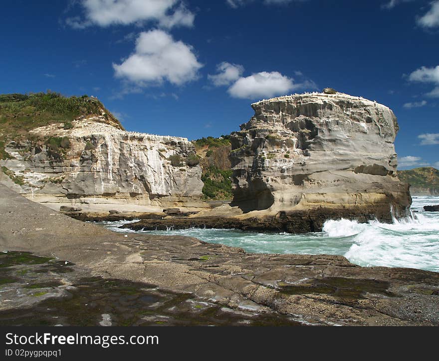 Gannet colony