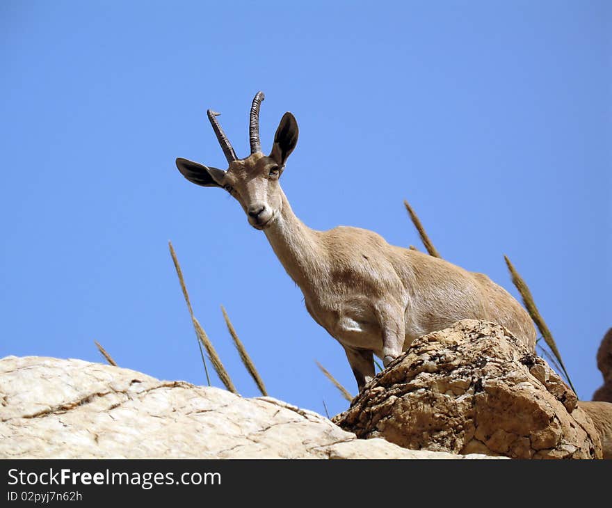 Mountain Goat