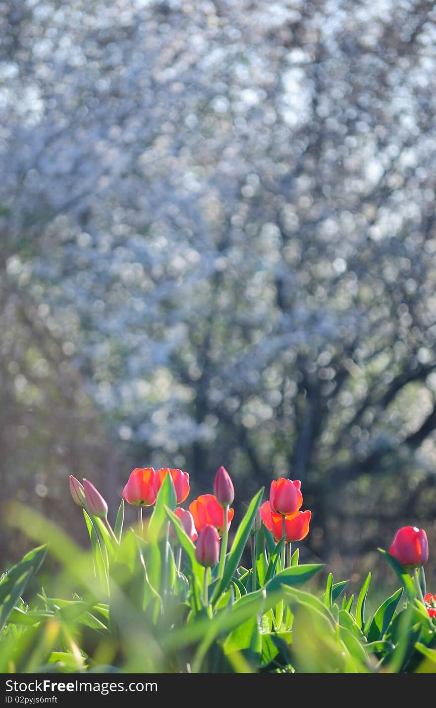 Some tulips blossom against a tree. Some tulips blossom against a tree