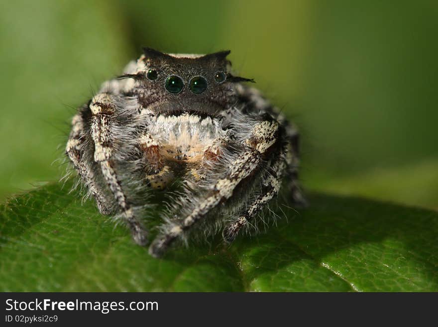 Small Jumping Spider sitting atop a strawberry leaf from our garden.