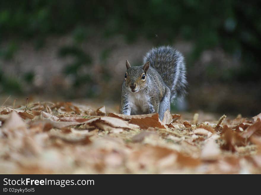 Searching Squirrel over dry leaves