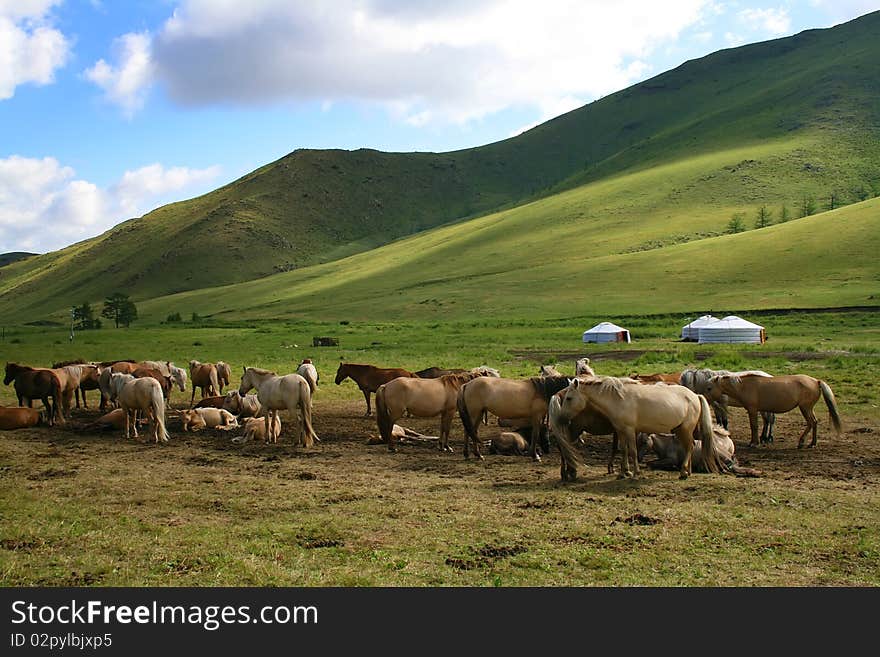 Purebred horses grazing in a herd. Purebred horses grazing in a herd