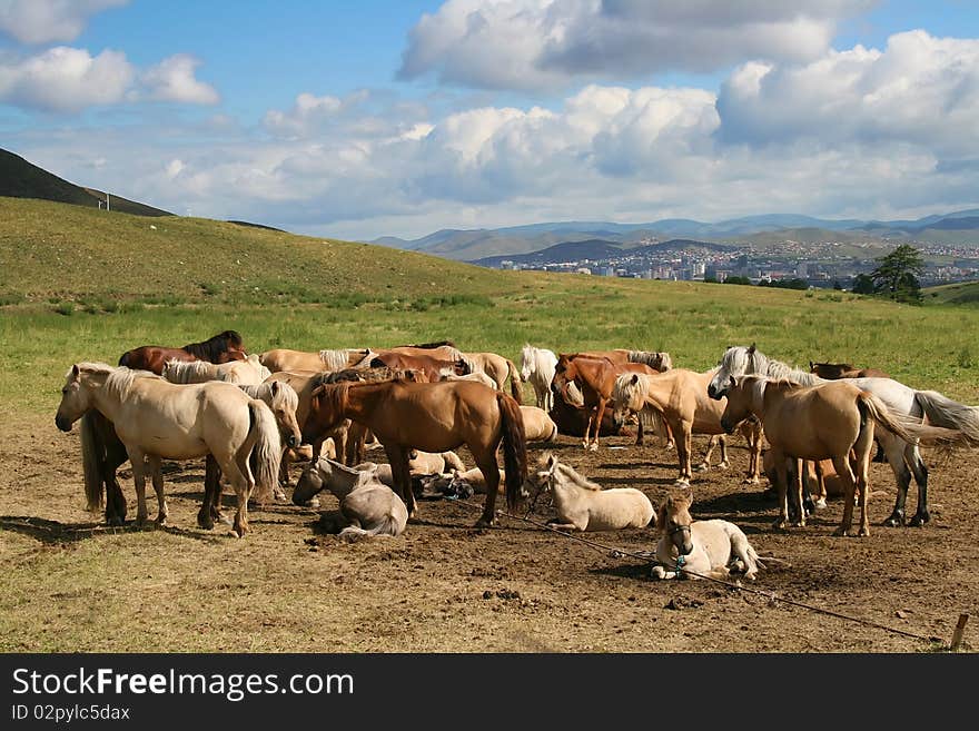 Horses having rest in a beautiful valley