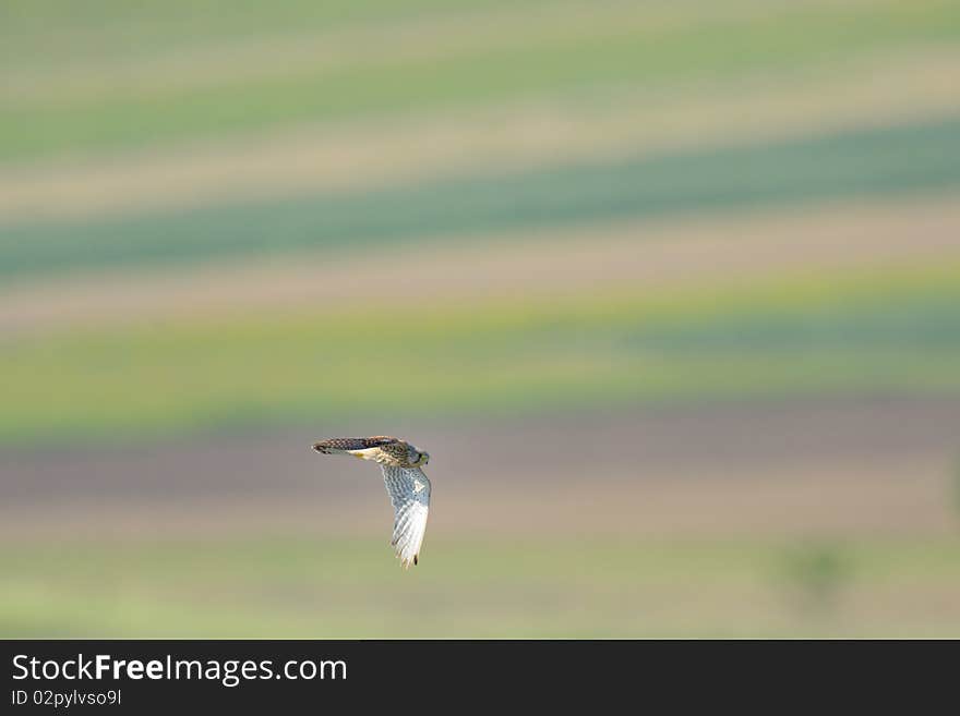 Common falcon flying over field