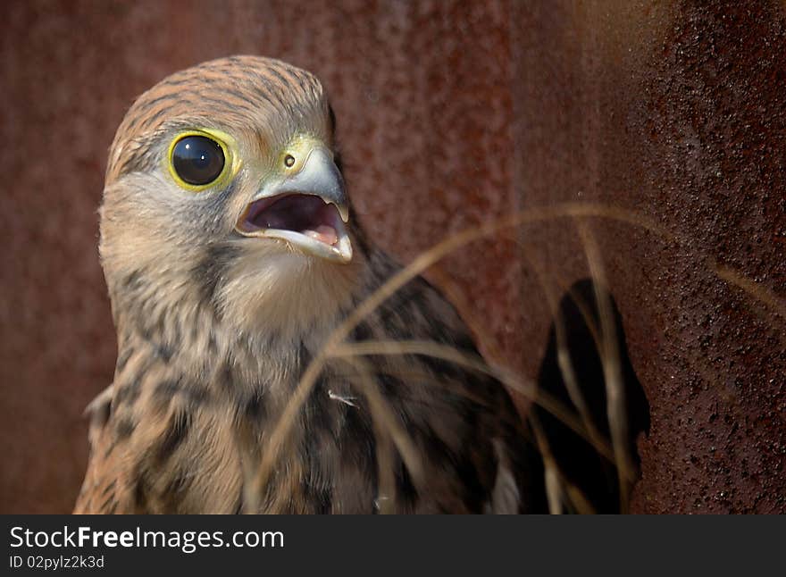 Common falcon