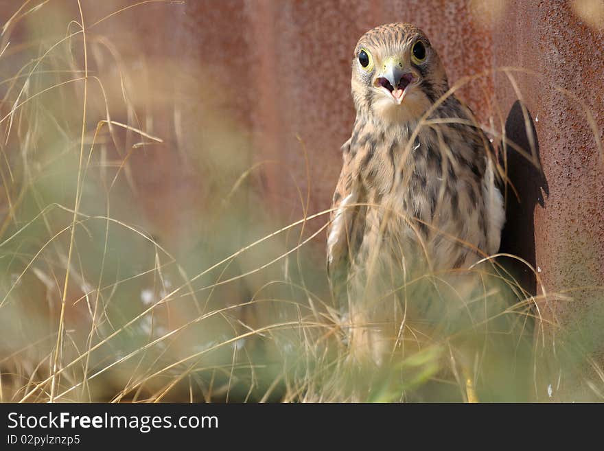 Common Falcon