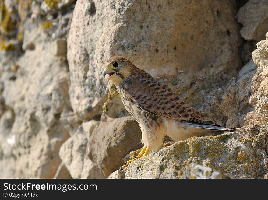 Common falcon