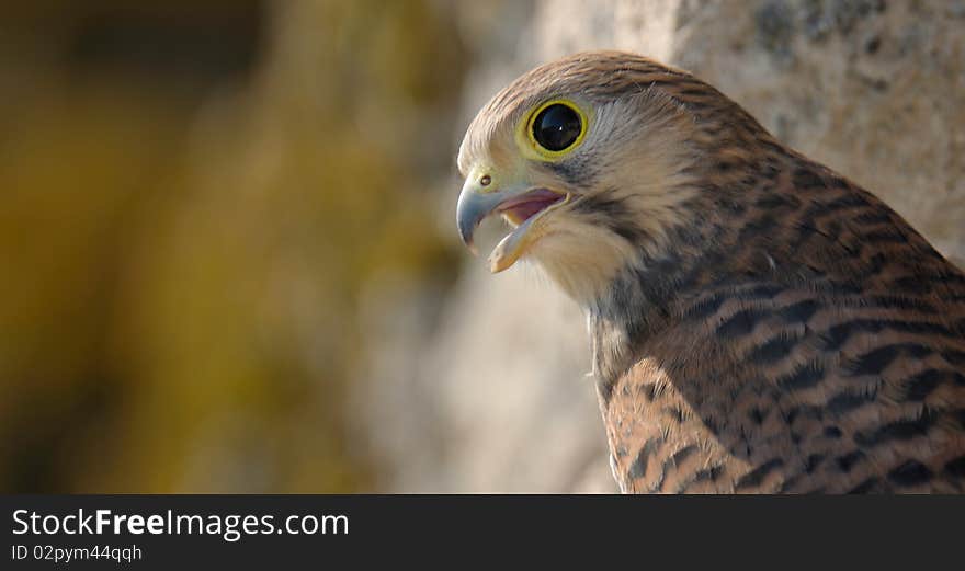 Common falcon