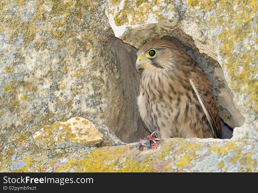 Common falcon