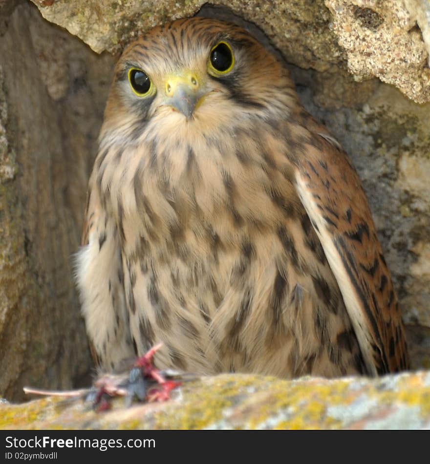 Common Falcon