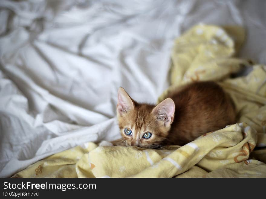 A ginger kitten with eyes wide oped sitting in bed. A ginger kitten with eyes wide oped sitting in bed