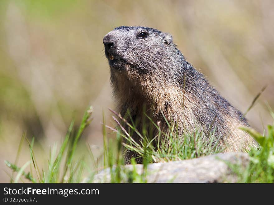 Alpine marmot. Wild animal lives in high mountains. The Alps, Carpathians, The Pyrenees and Apennines. Alpine marmot. Wild animal lives in high mountains. The Alps, Carpathians, The Pyrenees and Apennines