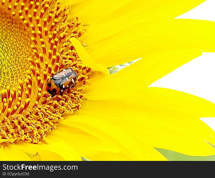 Insect On Sunflower