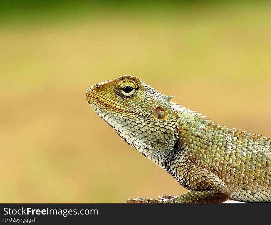 Indian Chameleon waiting to attack. Indian Chameleon waiting to attack