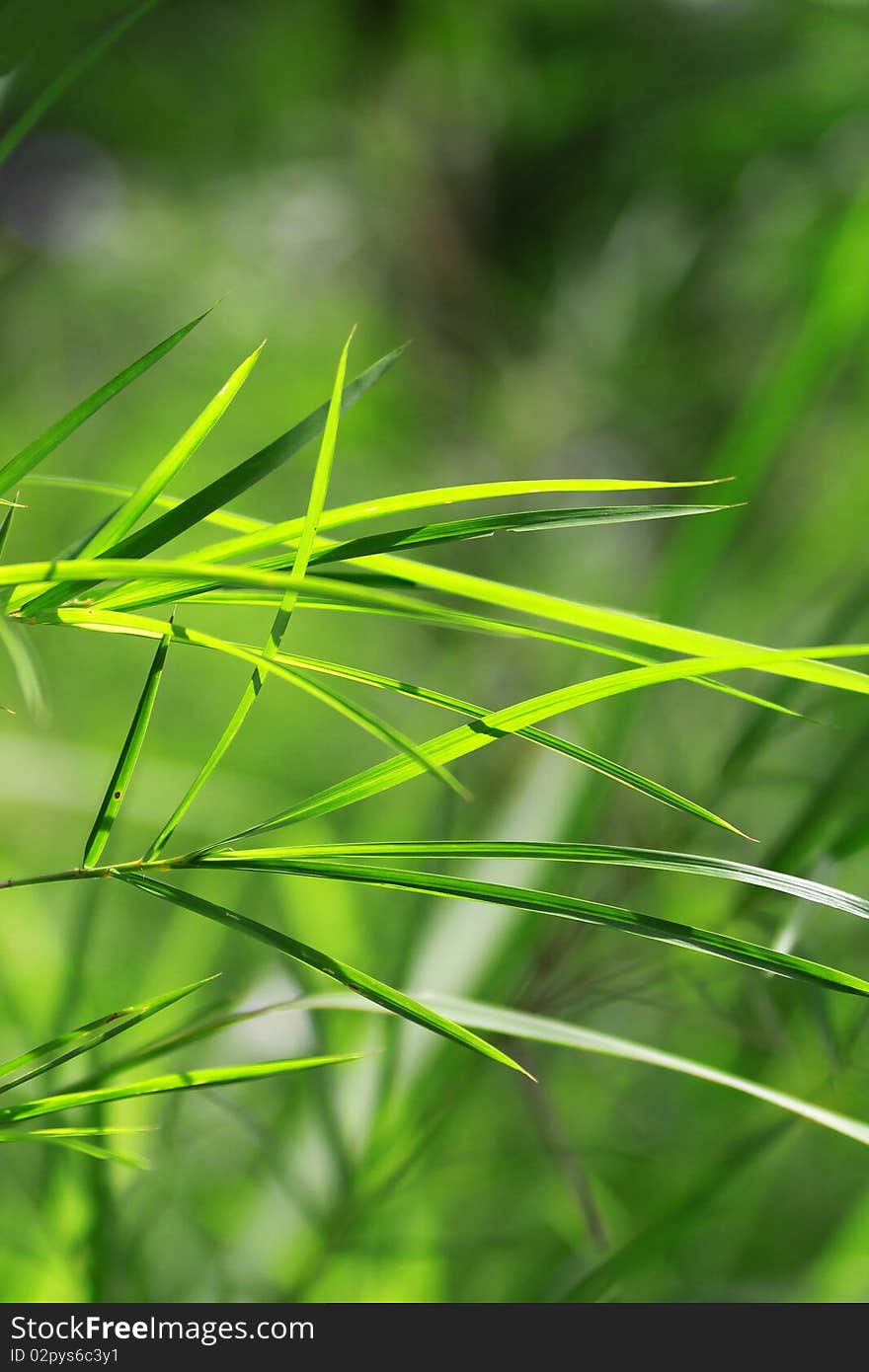 Green bamboo leaf in garden