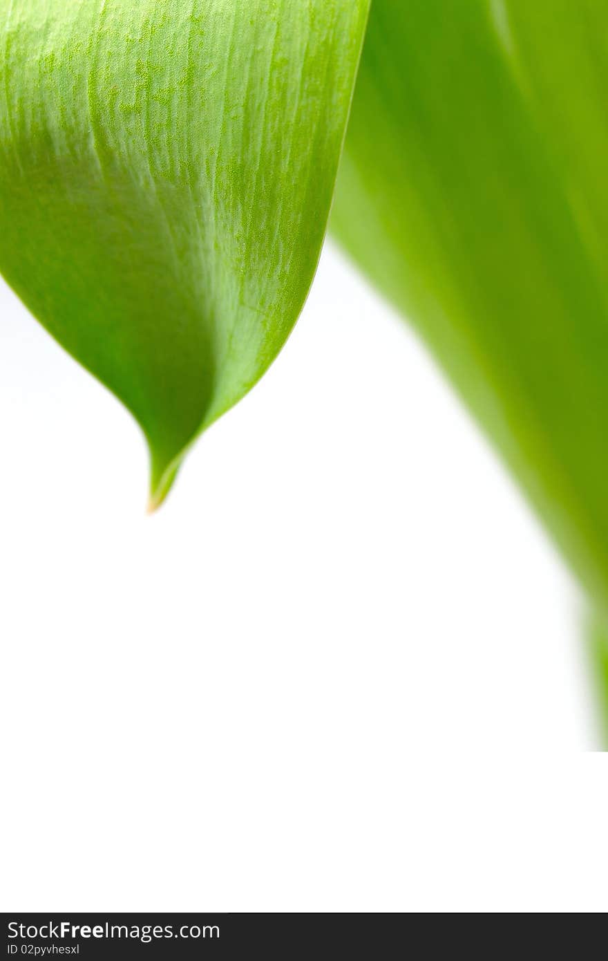 Green leaf floral background over white