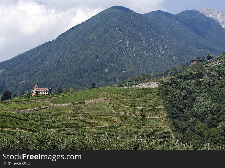 Vineyard on the slopes