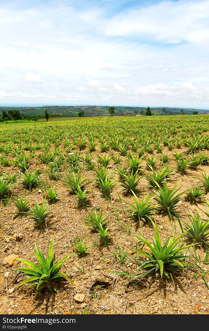 Green Rice Field