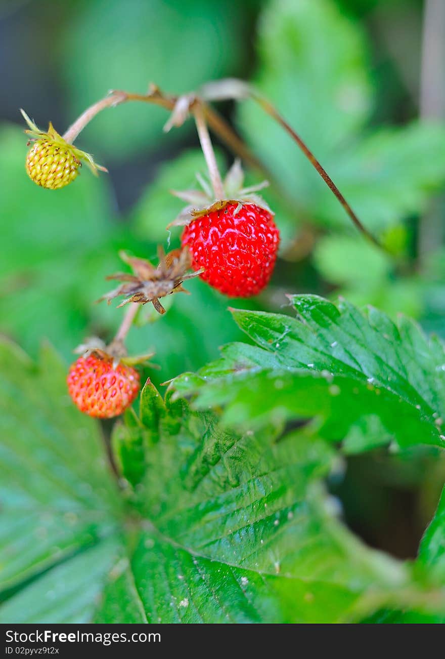 Beautiful wild wood strawberries bush on green background