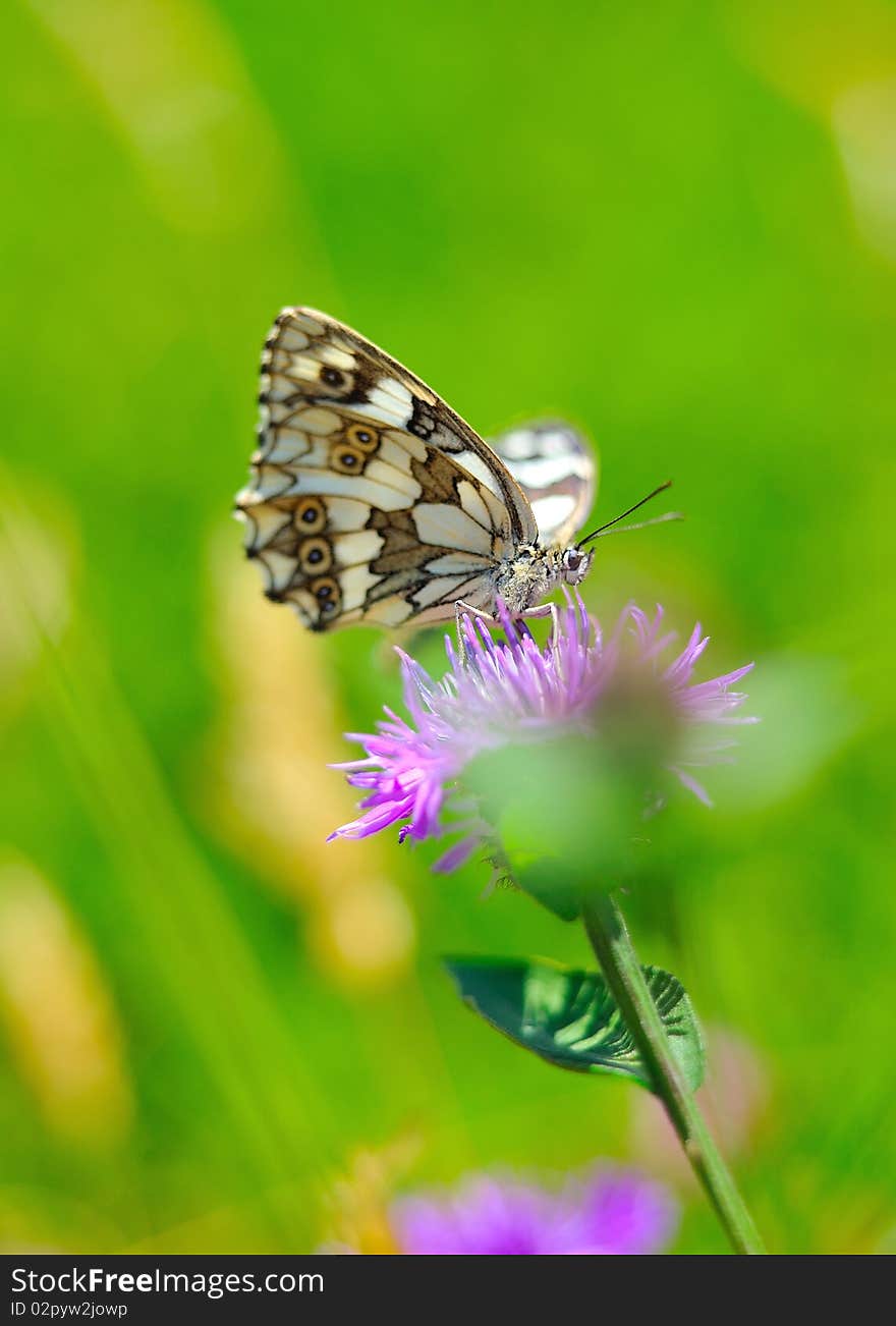 Beautiful butterfly sitting on a flower in a green garden. blurred background