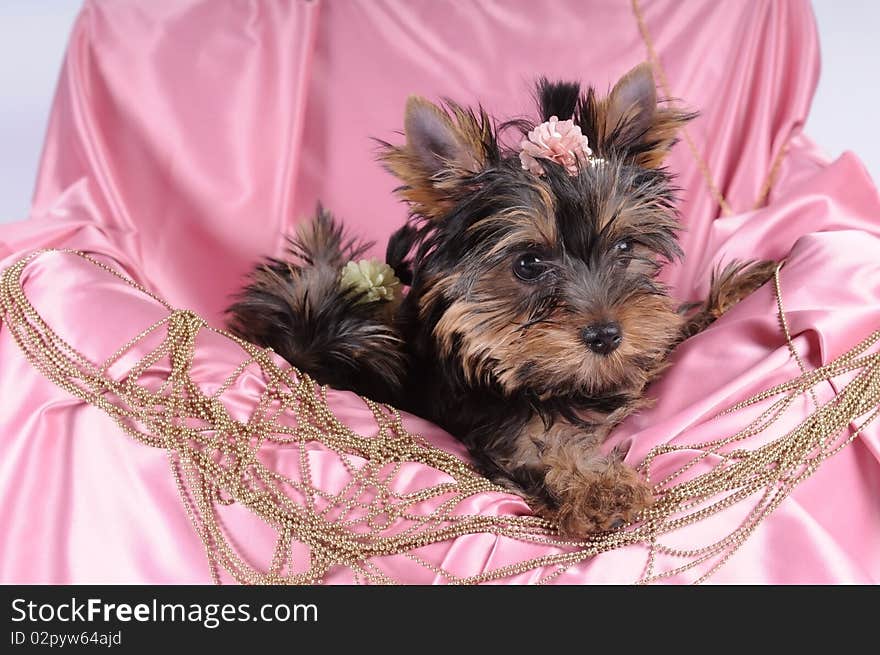 Yorkshire Terrier Pappy In Pink Silk And Beads