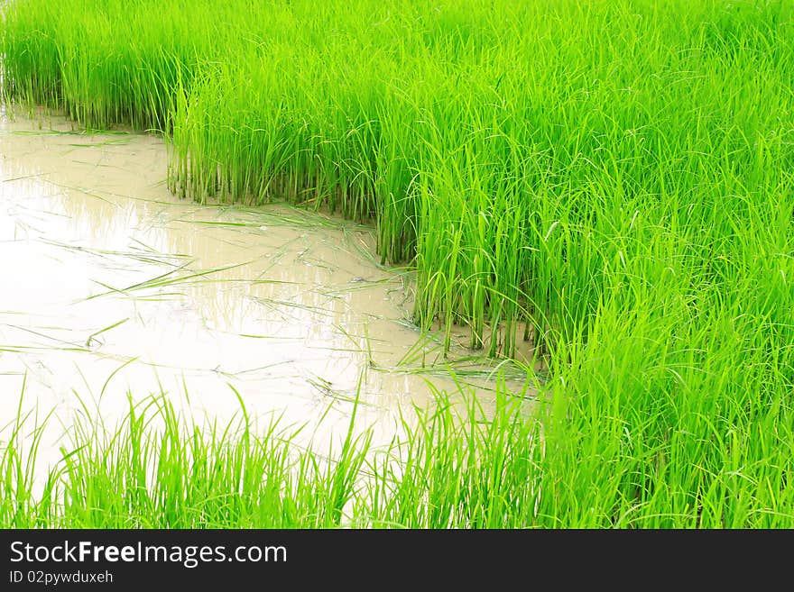 Green rice field