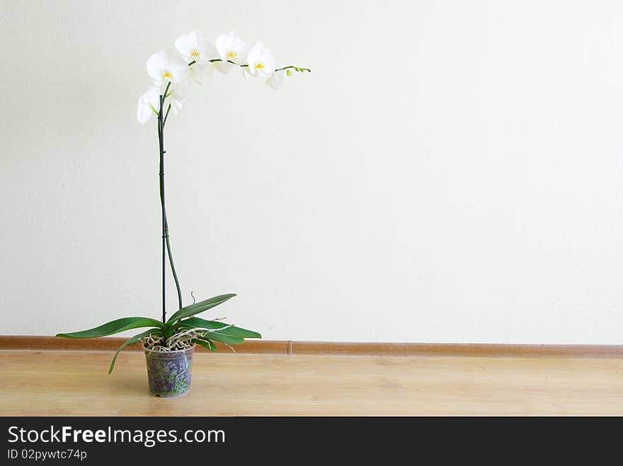 White orchid isolated on white background