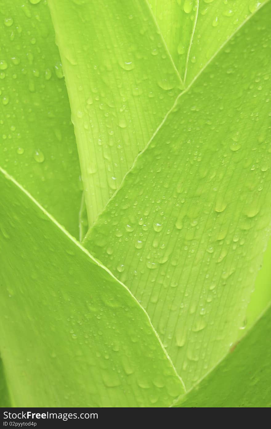 Green leaf with drops of water