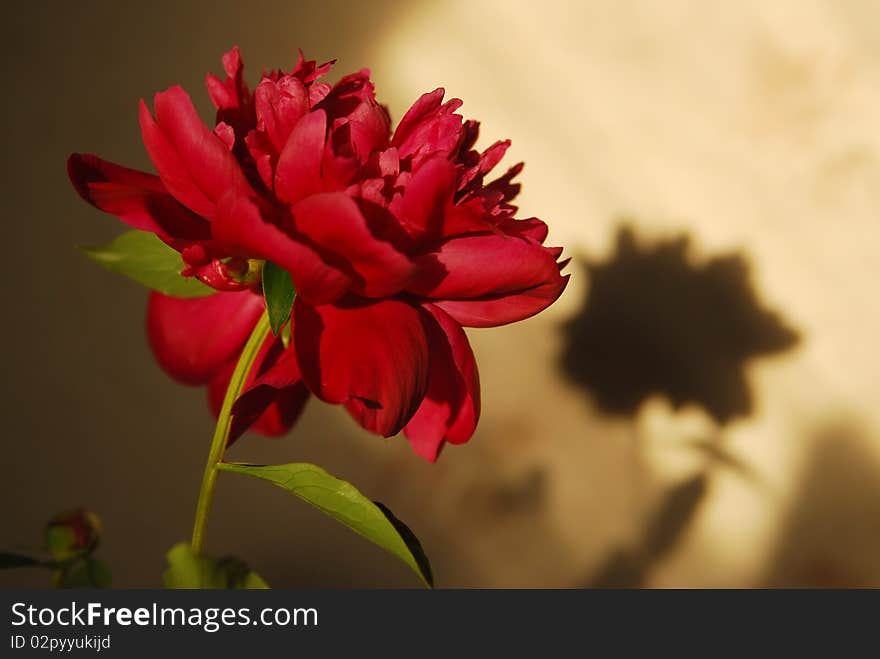 Peony and its shadow in sunset light. Peony and its shadow in sunset light.