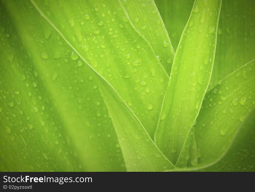 Green Leaf With Drops Of Water