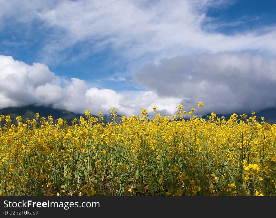 Yellow oil flower in moutain valley with road passing by