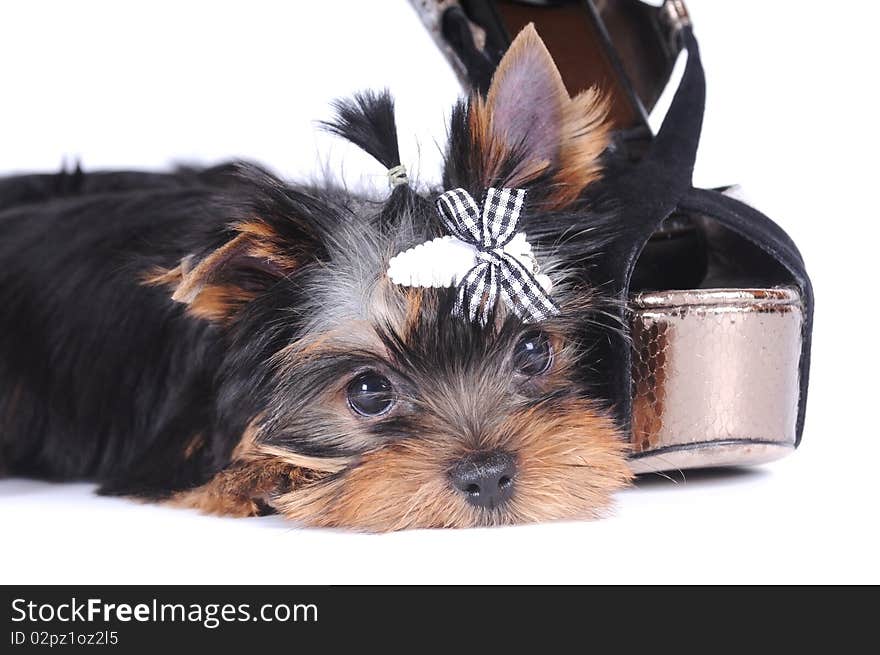 Yorkshire terrier pappy portrait lying head down isolated on white