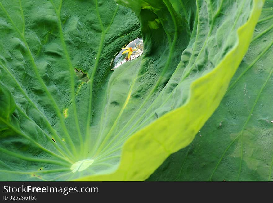 Green lotus leaf with water drop,wrapped a yellow flower. Green lotus leaf with water drop,wrapped a yellow flower