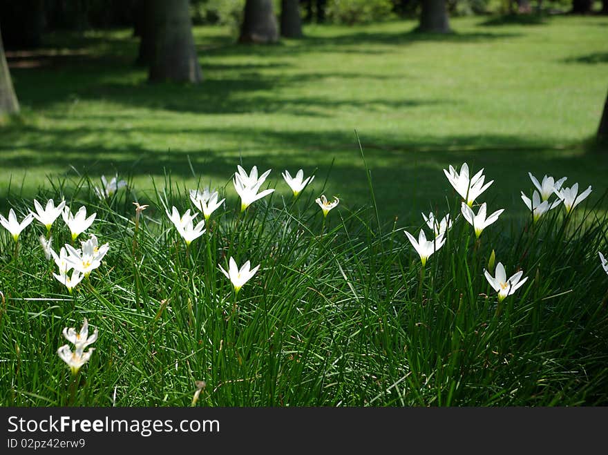 With the spring tide coming,white orchids blooming in the grass. With the spring tide coming,white orchids blooming in the grass