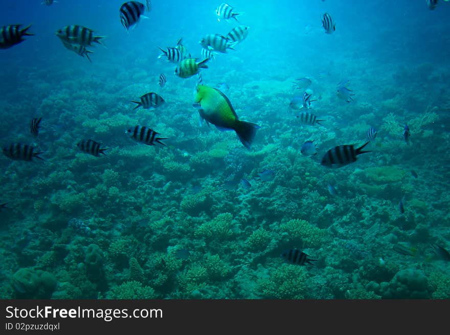 Underwater landscape of Red sea.