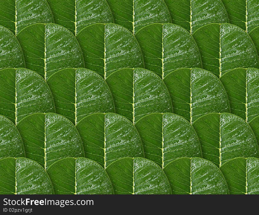 Plumeria leaf