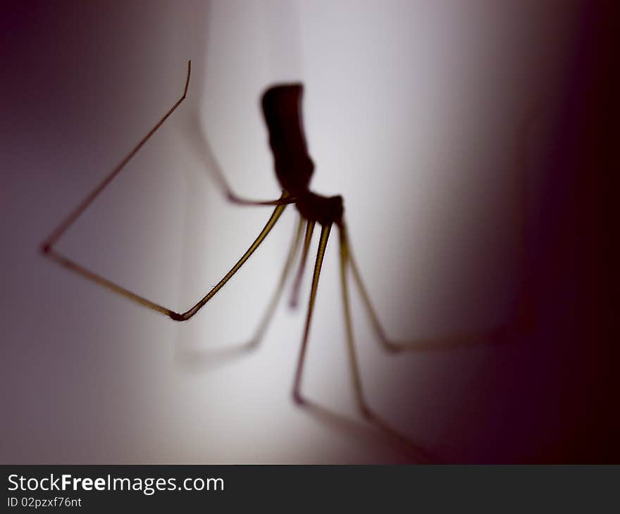 Silhouette of long-legged spider on dark background