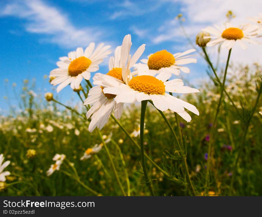 Beautiful camomiles against blue sky background. Beautiful camomiles against blue sky background.