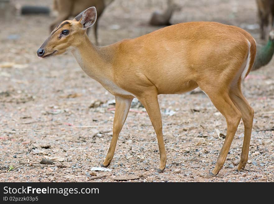 Barking deer