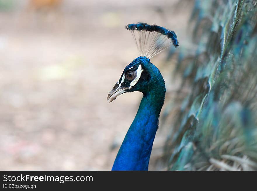 Peacock