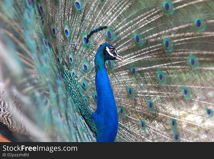 Peacock