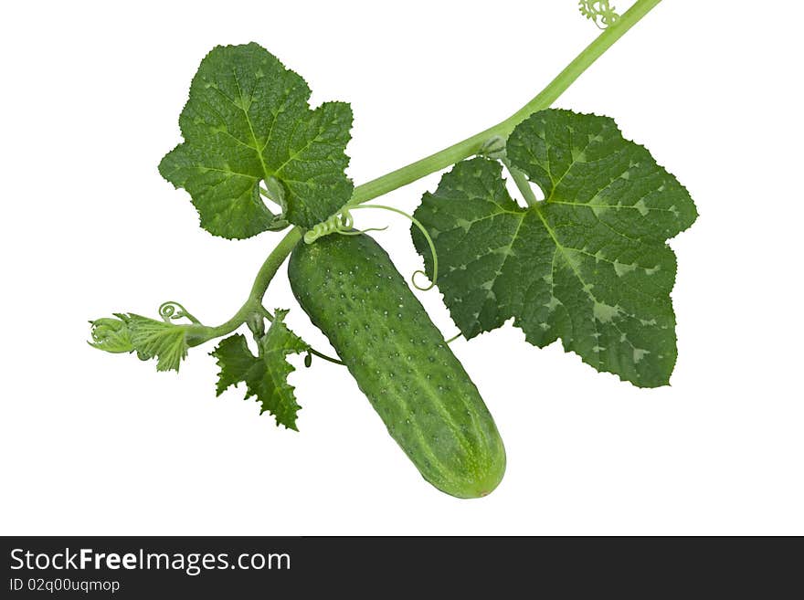 Cucumber With Green Sprouts Isolated On White