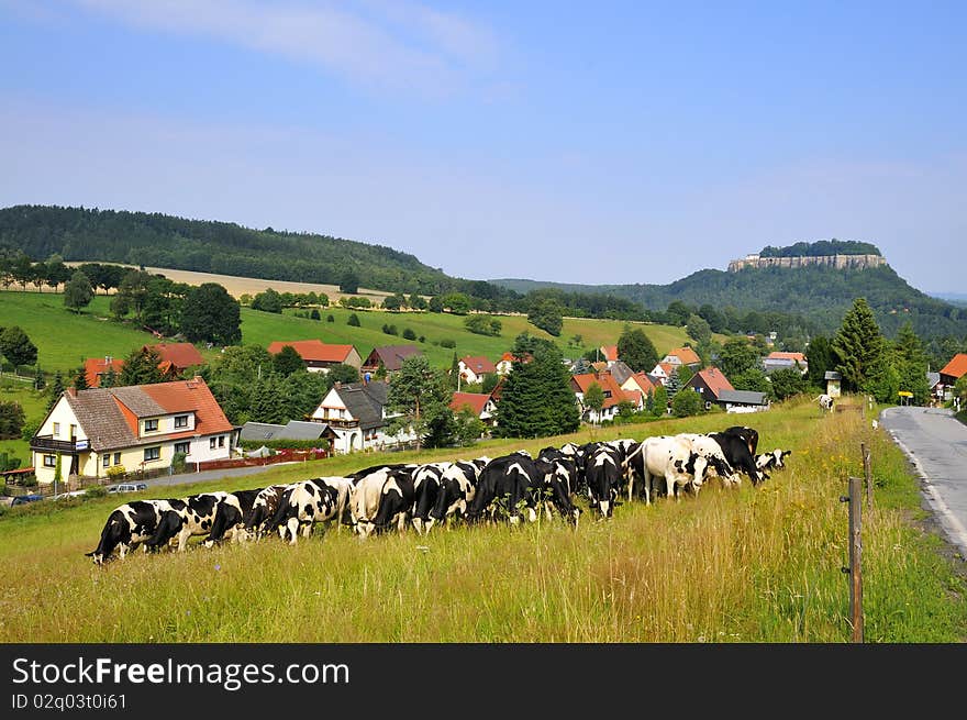 Meadow with cows in front of the King Stone. Meadow with cows in front of the King Stone.