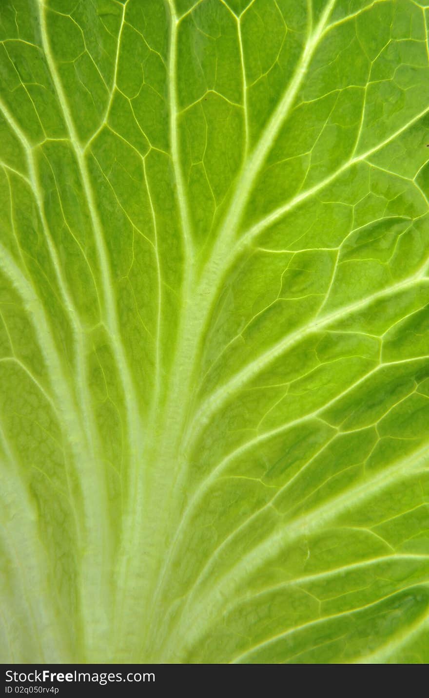 Lettuce Leaf