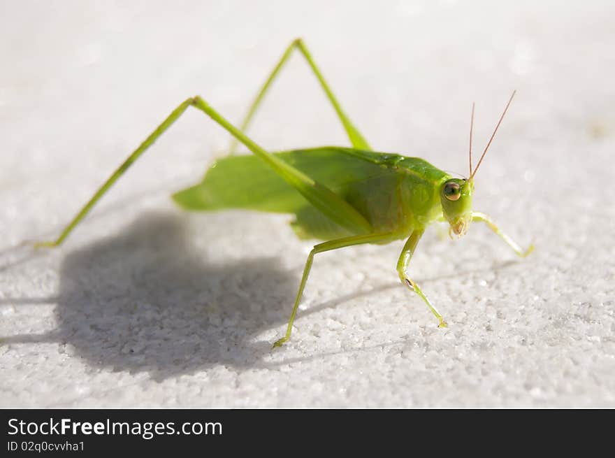 Katydid